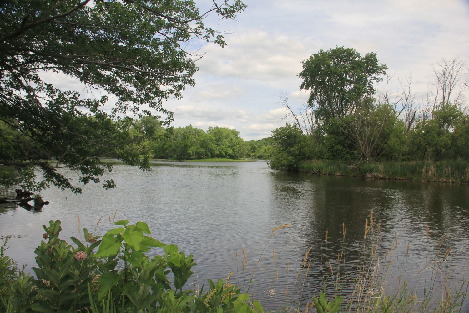 GoldFinch Trail 